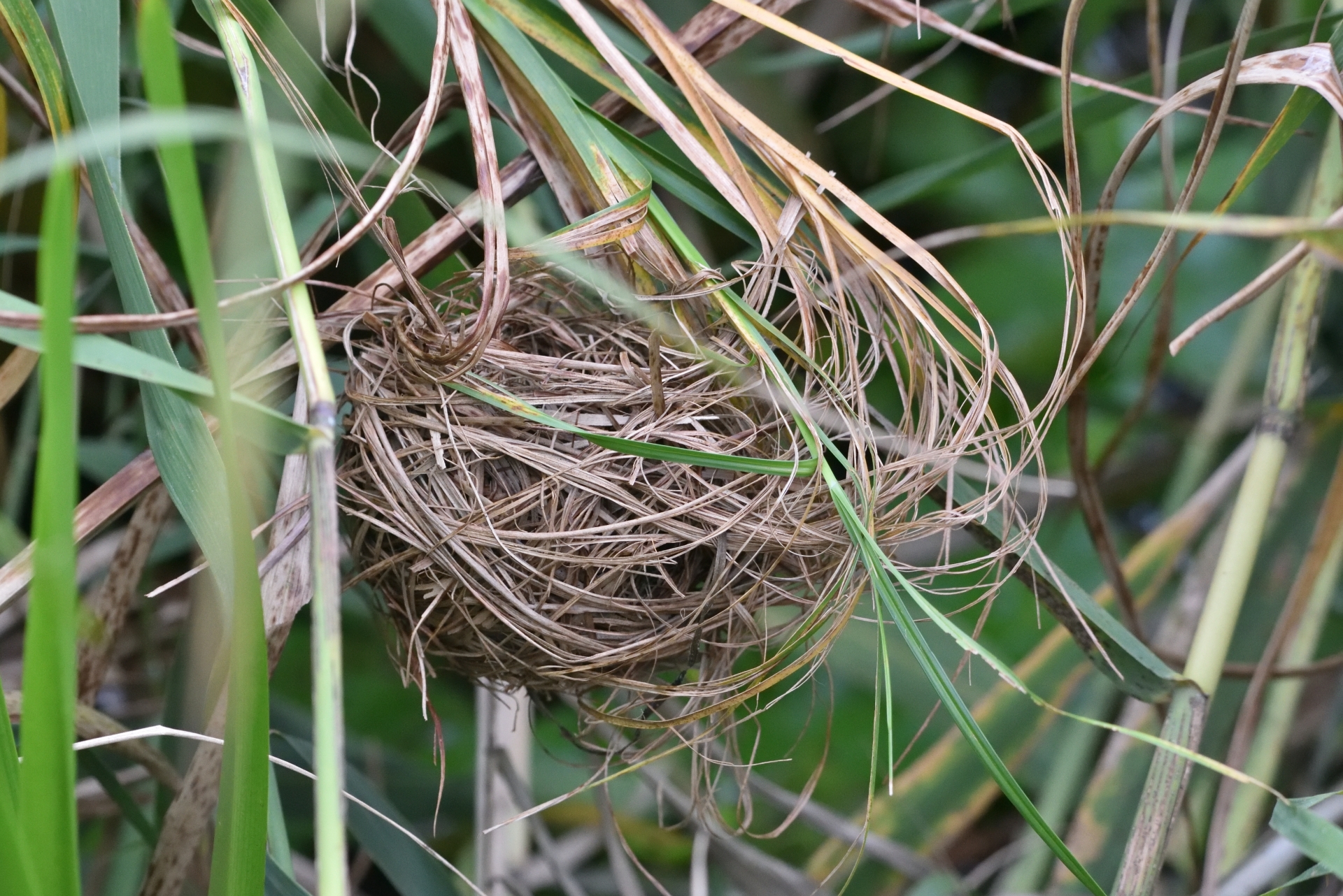 カヤネズミの巣の写真