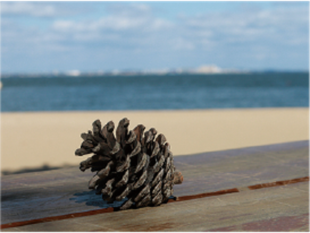 クロマツの松ぼっくり