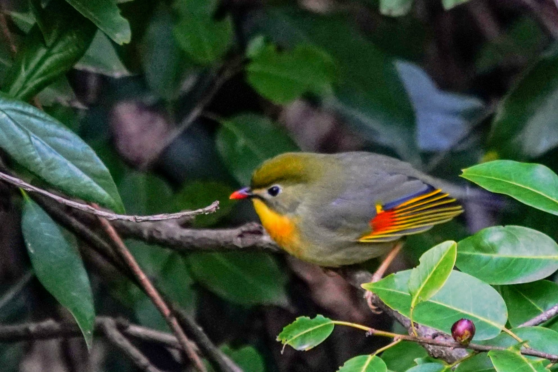 ソウシチョウの写真