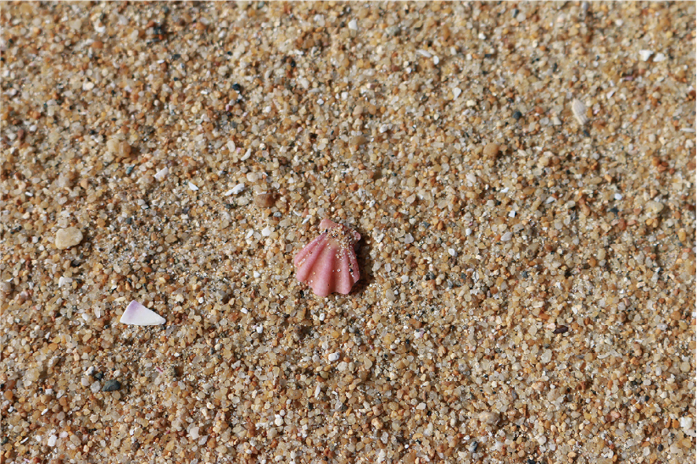 砂浜のキンチャクガイ