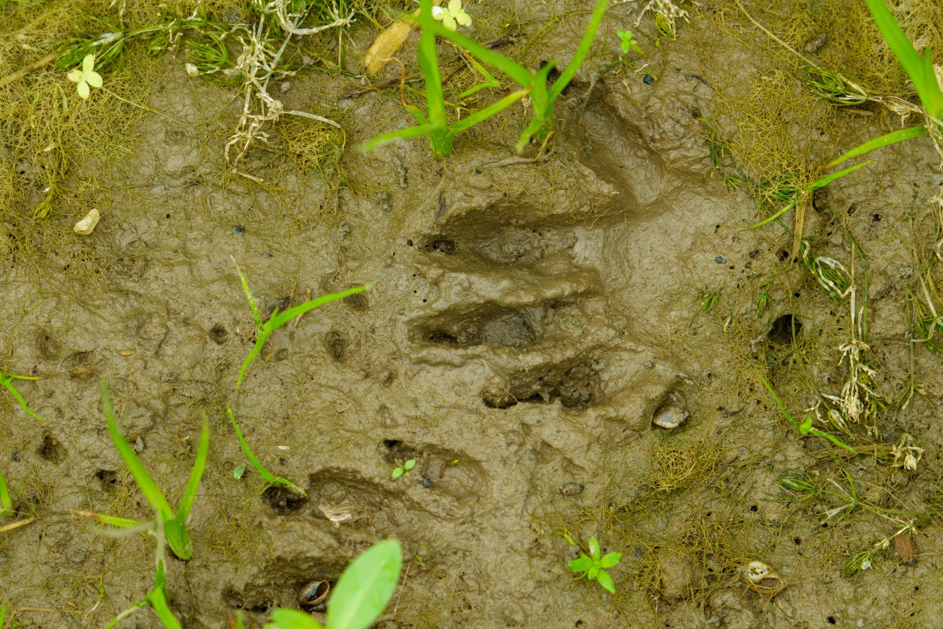 アライグマの足跡