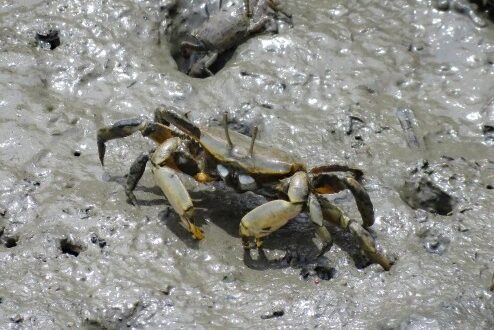 オサガニ科の写真