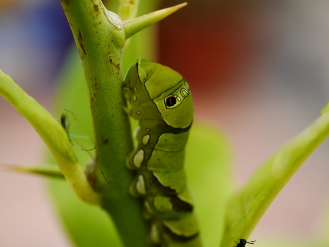 ナミアゲハの幼虫