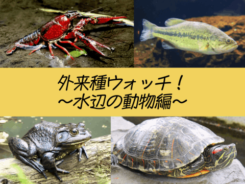 外来種ウォッチ!!～水辺の動物編～