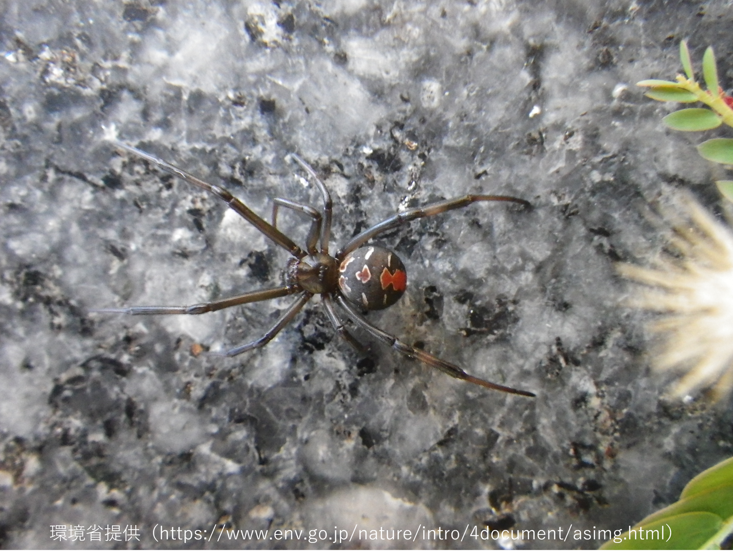セアカゴケグモの写真