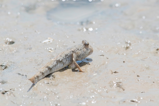 トビハゼの写真