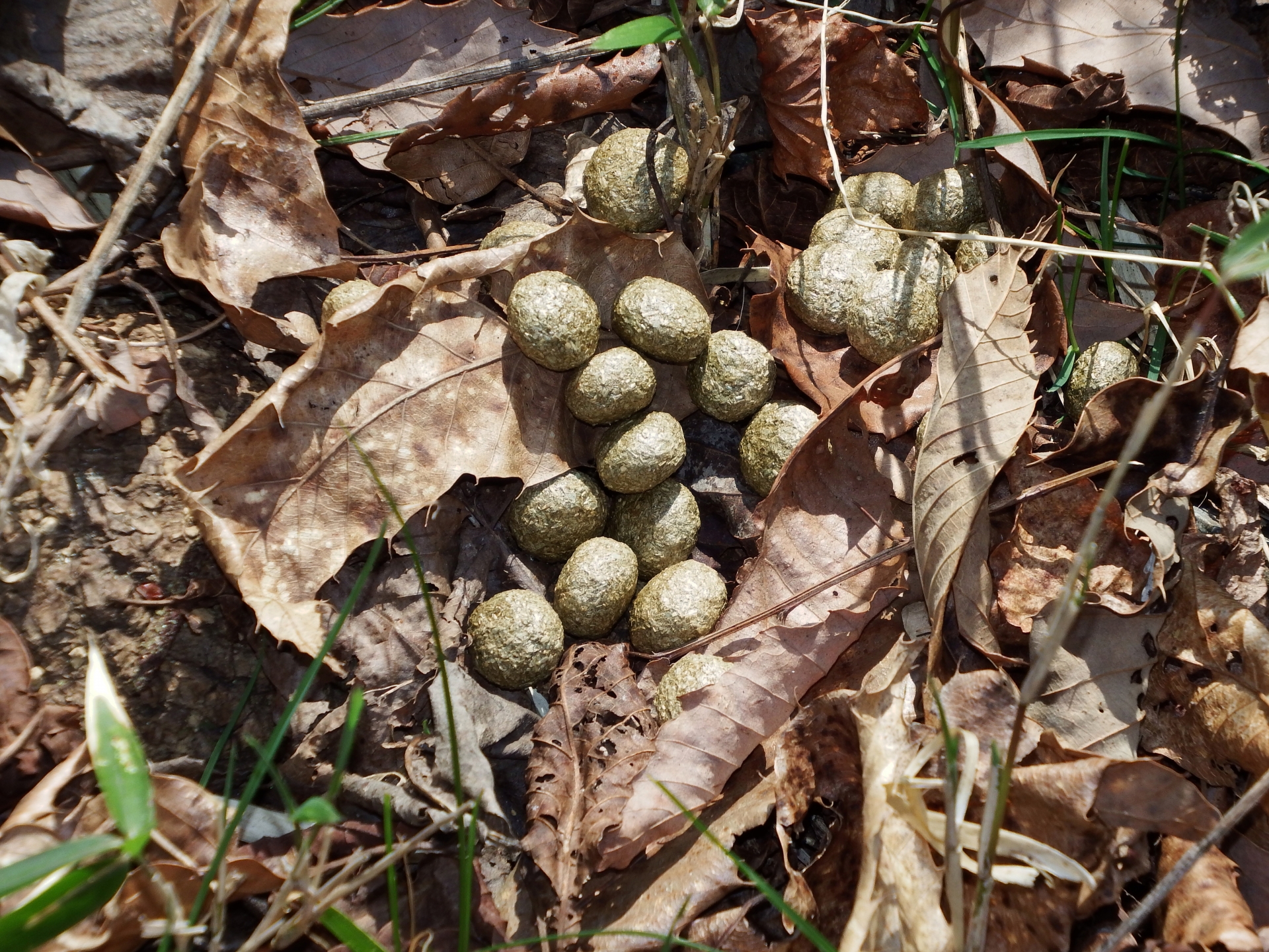 ノウサギの糞の写真