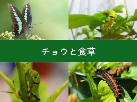 チョウと食草