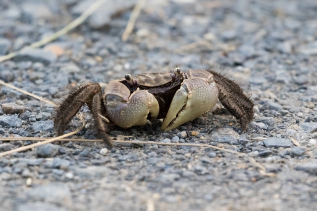 ベンケイガニ科の写真