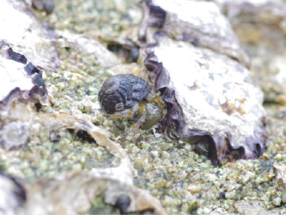 ホンヤドカリの写真