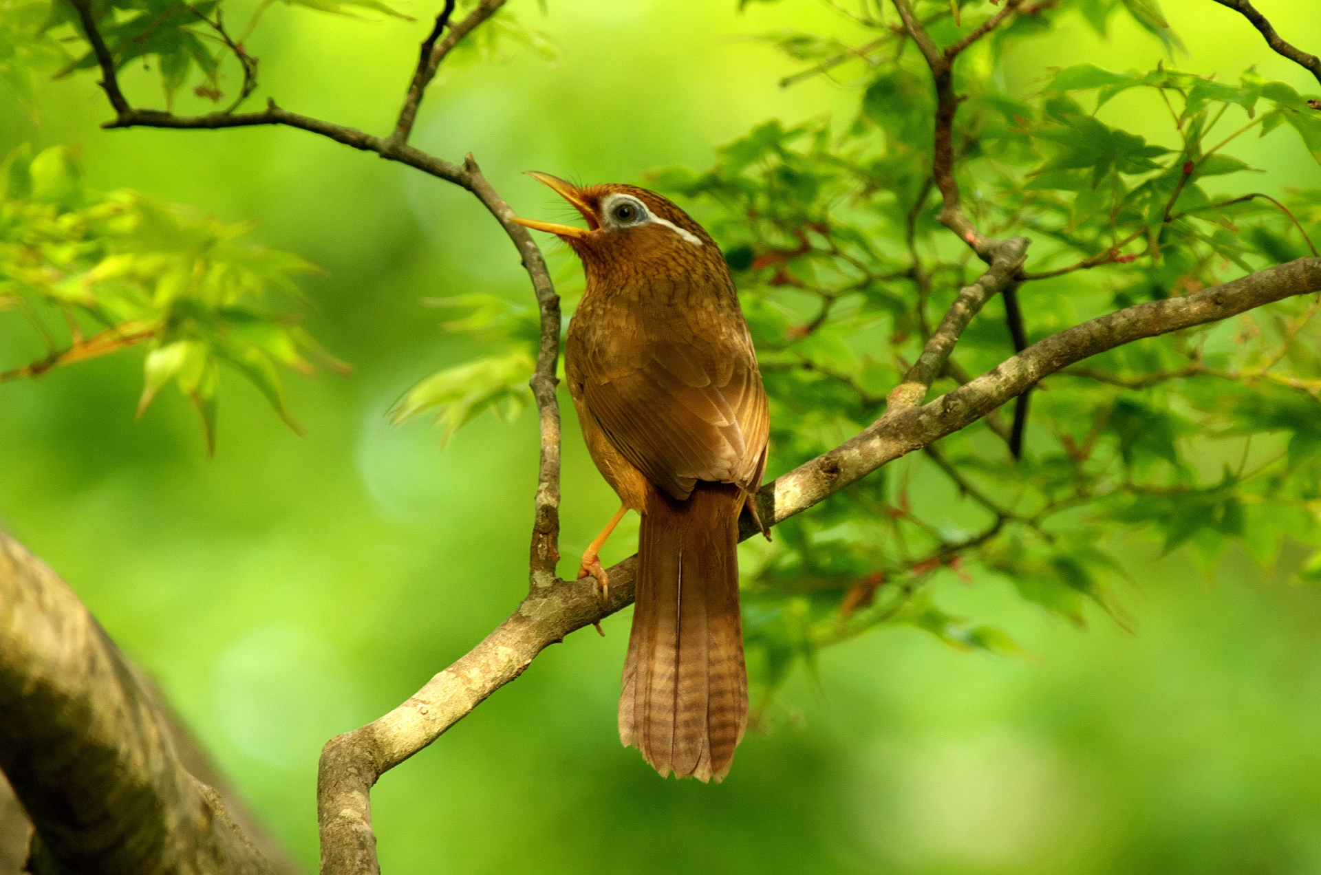 ガビチョウの画像