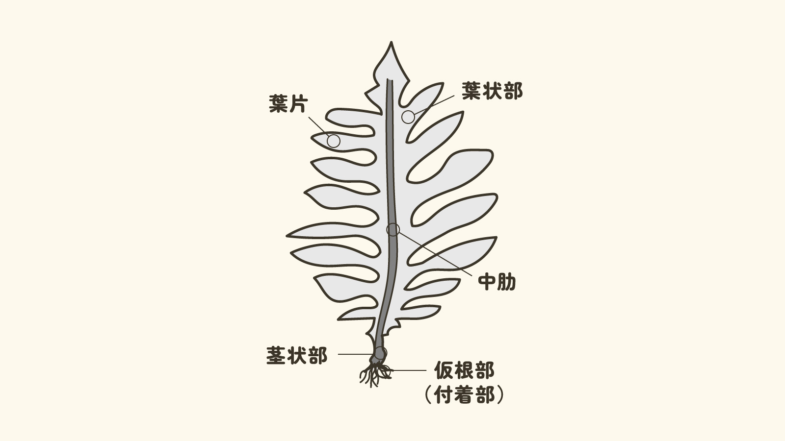 海藻の形態図