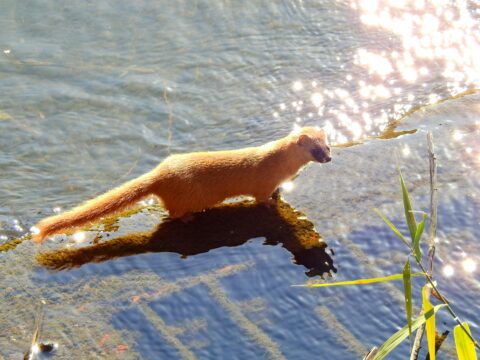 チョウセンイタチ（シベリアイタチ）