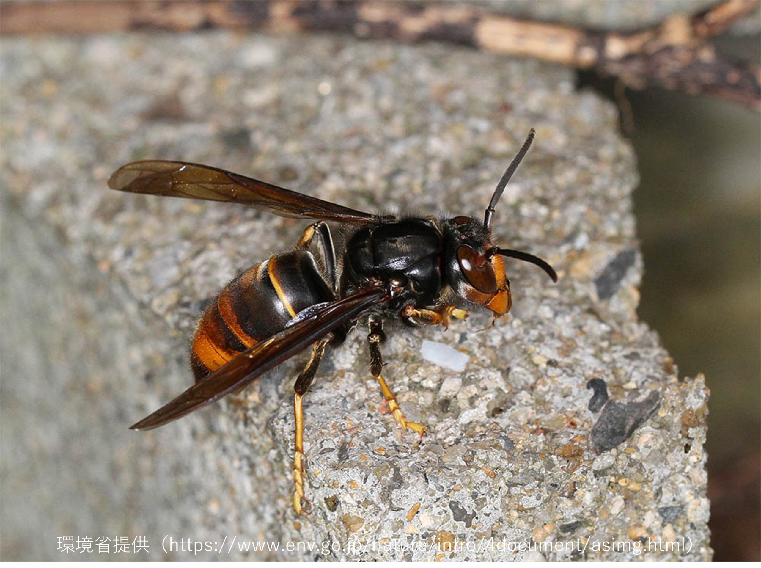 ツマアカスズメバチの写真