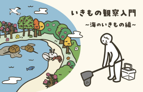 いきもの観察入門～海のいきもの編～