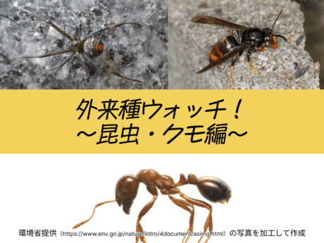 外来種ウォッチ！～昆虫・クモ編～