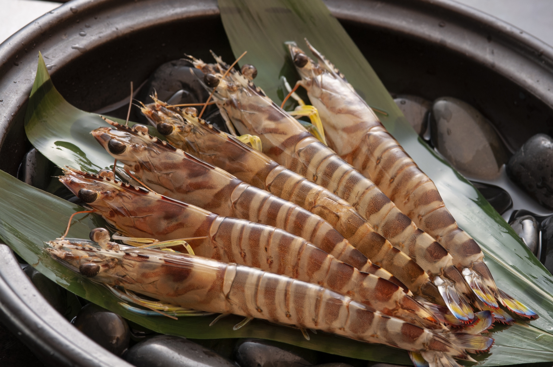 クルマエビの写真