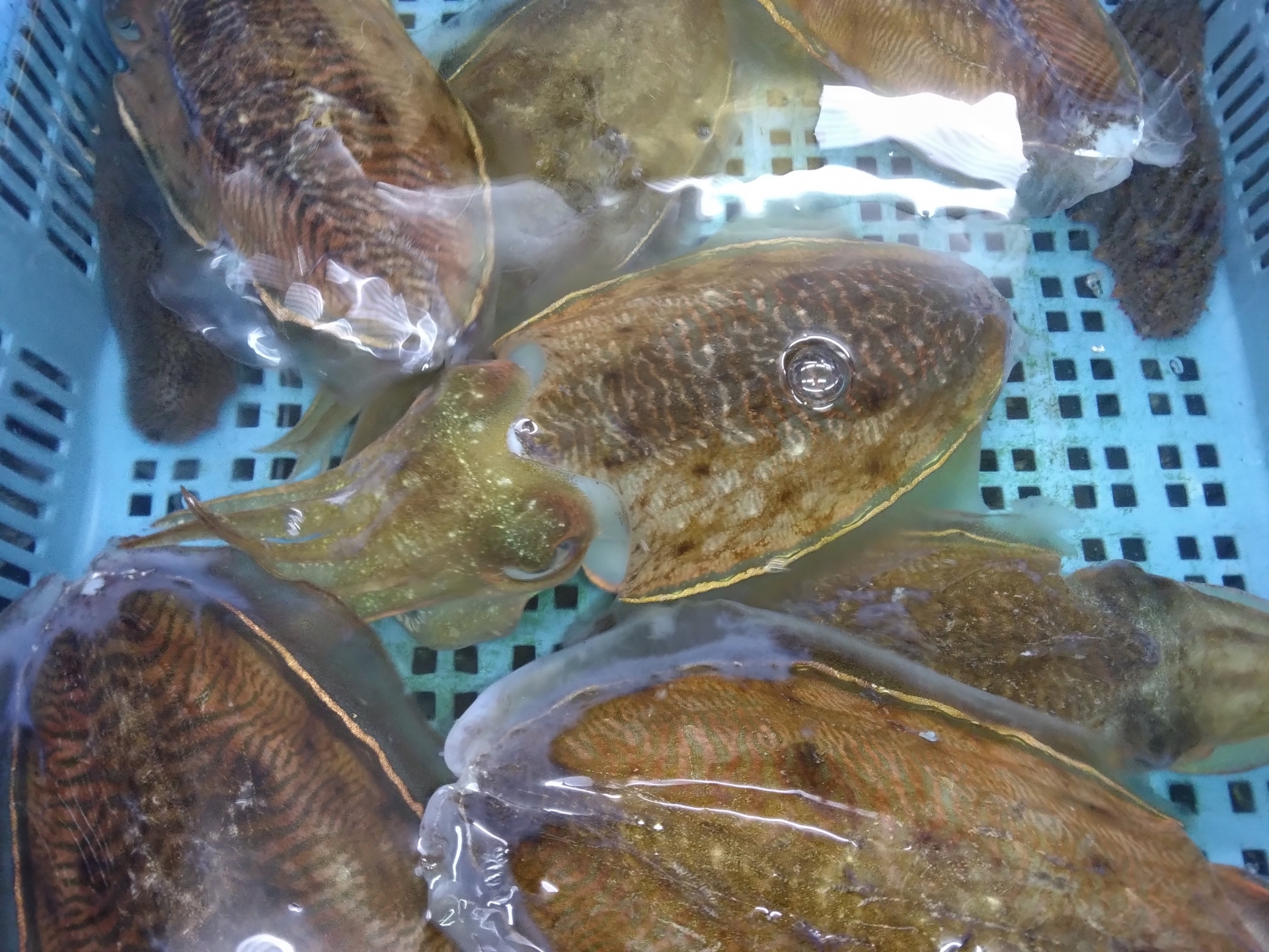 コウイカの写真