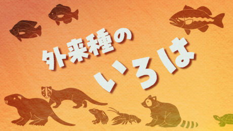 外来種のいろは