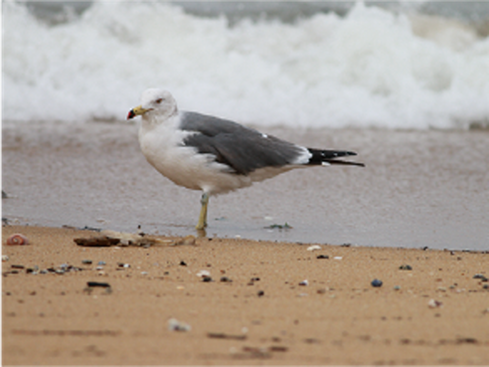 ウミネコの写真