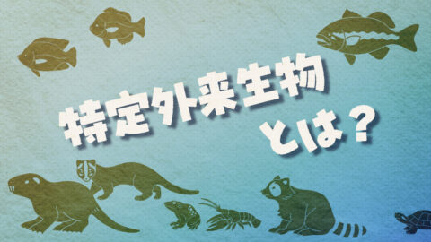 特定外来生物とは