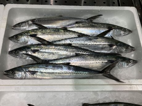 博多湾のさかなたち～春編～