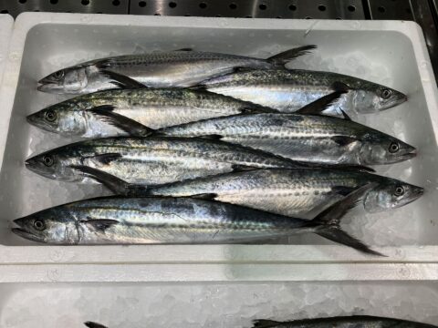 博多湾のさかなたち~春編~