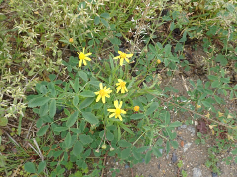 【アイランドシティはばたき公園】はばたきレンジャープロジェクト「ナルトサワギク抜き」