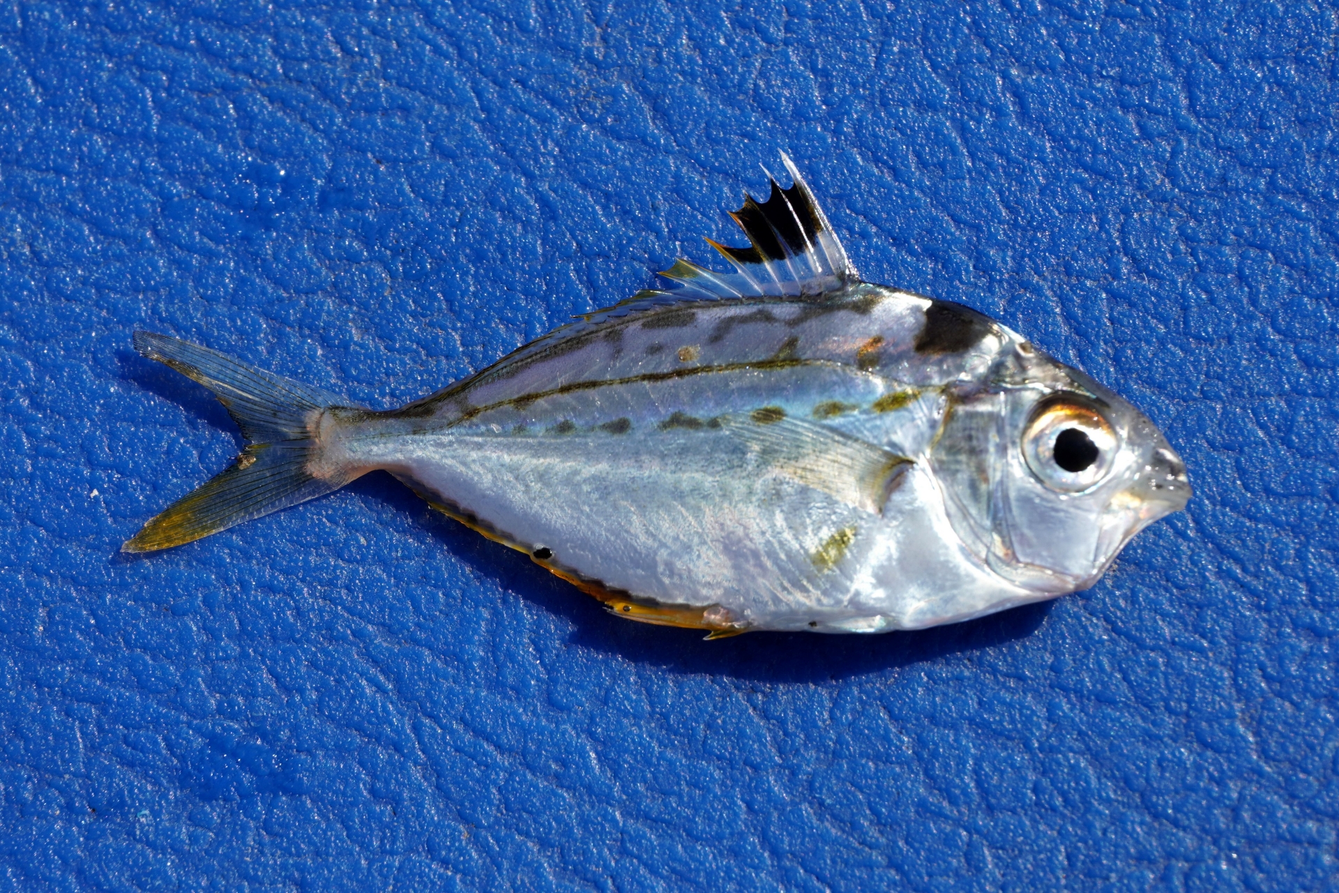 ヒイラギの幼魚