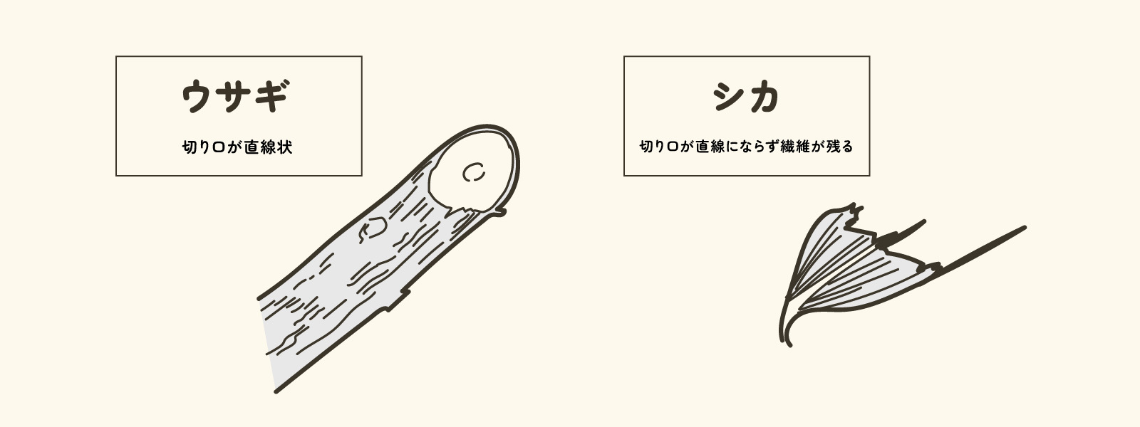 ウサギとシカの食痕の画像