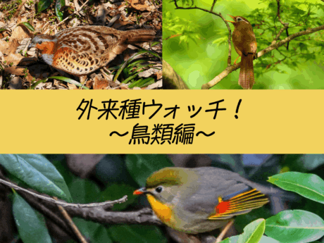 外来種ウォッチ！～鳥類編～