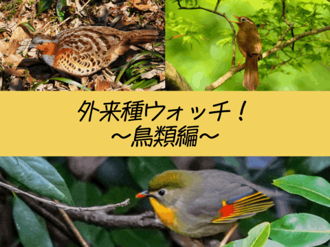 外来種ウォッチ！～鳥類編～