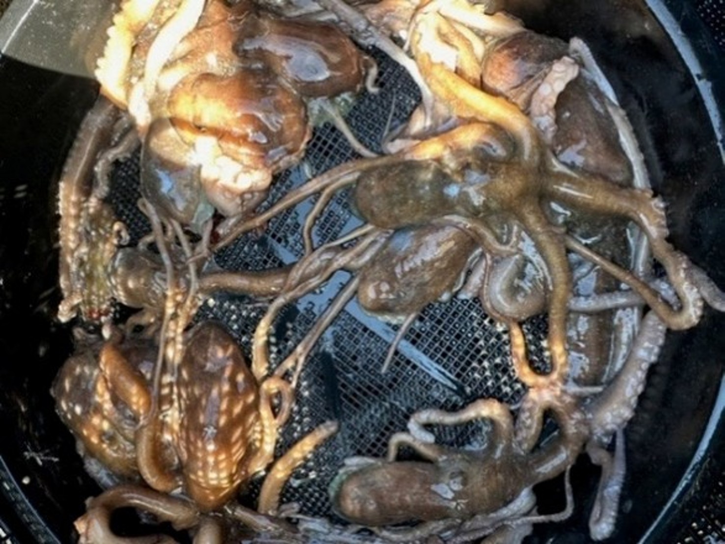 水揚げされたテナガダコ