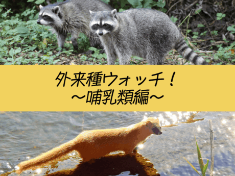 外来種ウォッチ!!～哺乳類編～