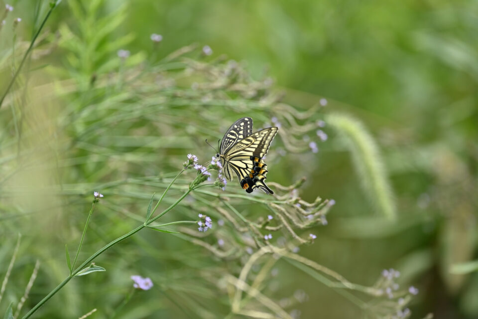 【アイランドシティはばたき公園】しぜん・いきもの調査員養成講座「春のチョウ大調査」