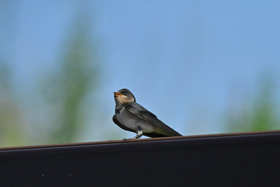 【アイランドシティはばたき公園】科学の目「ツバメ」