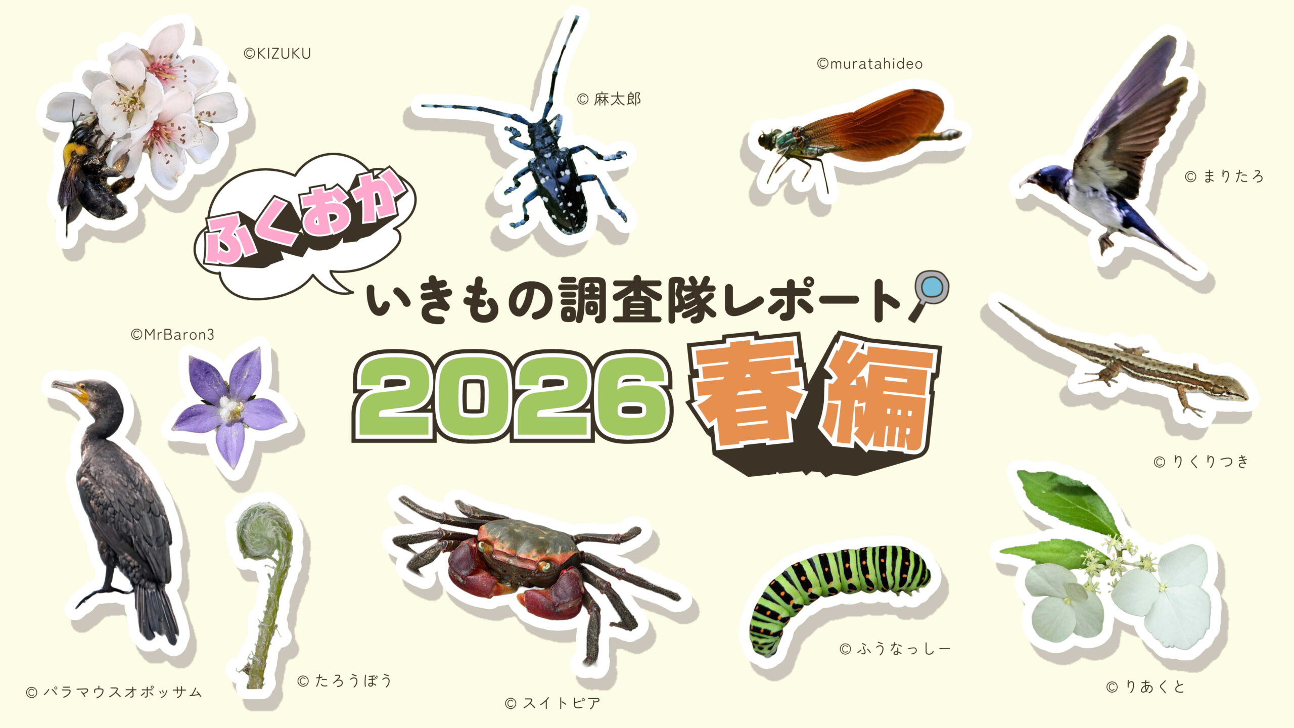 2026春編！ふくおかいきもの調査隊　調査レポートアイキャッチ