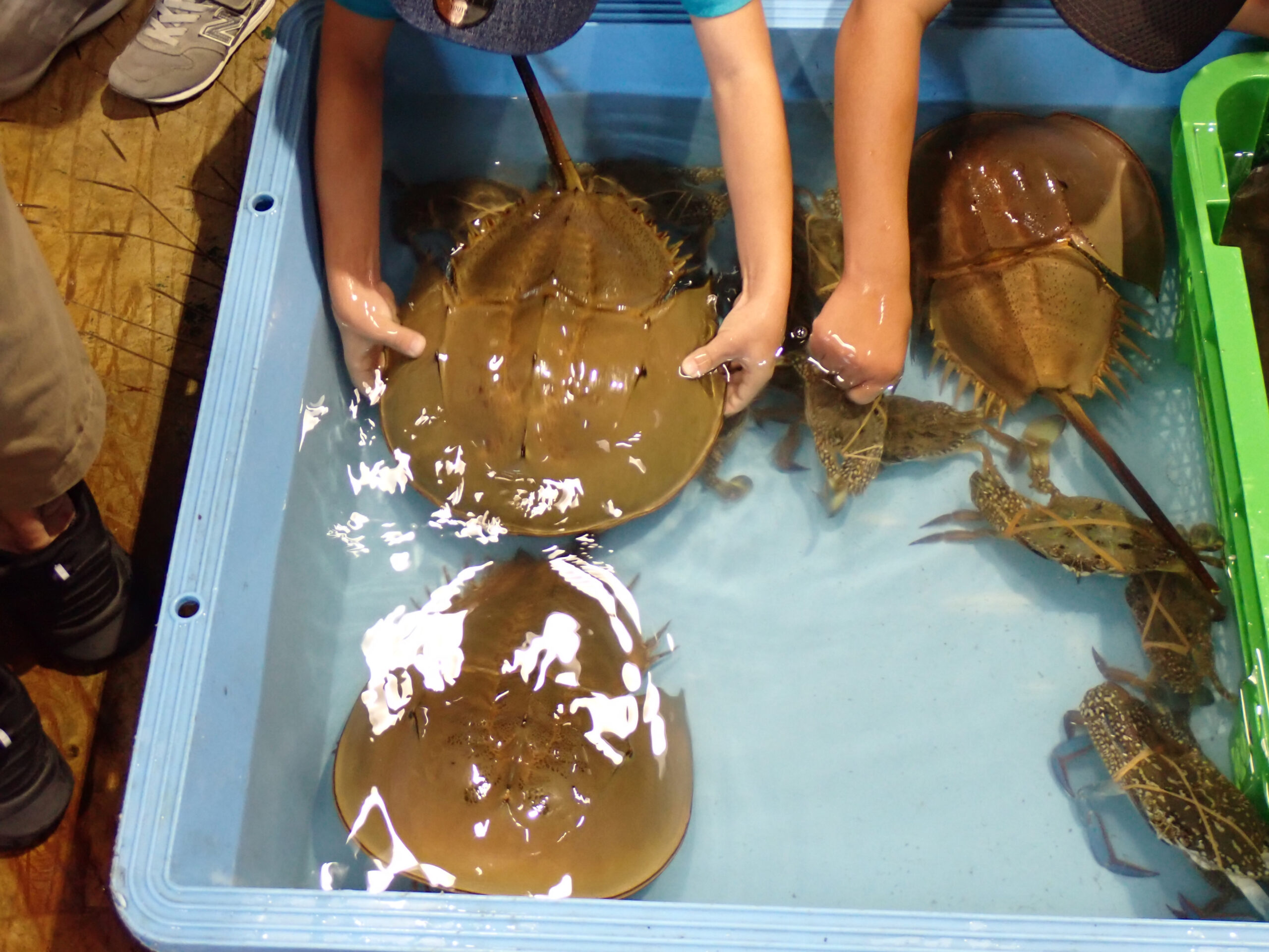 大きなカブトガニを触る様子