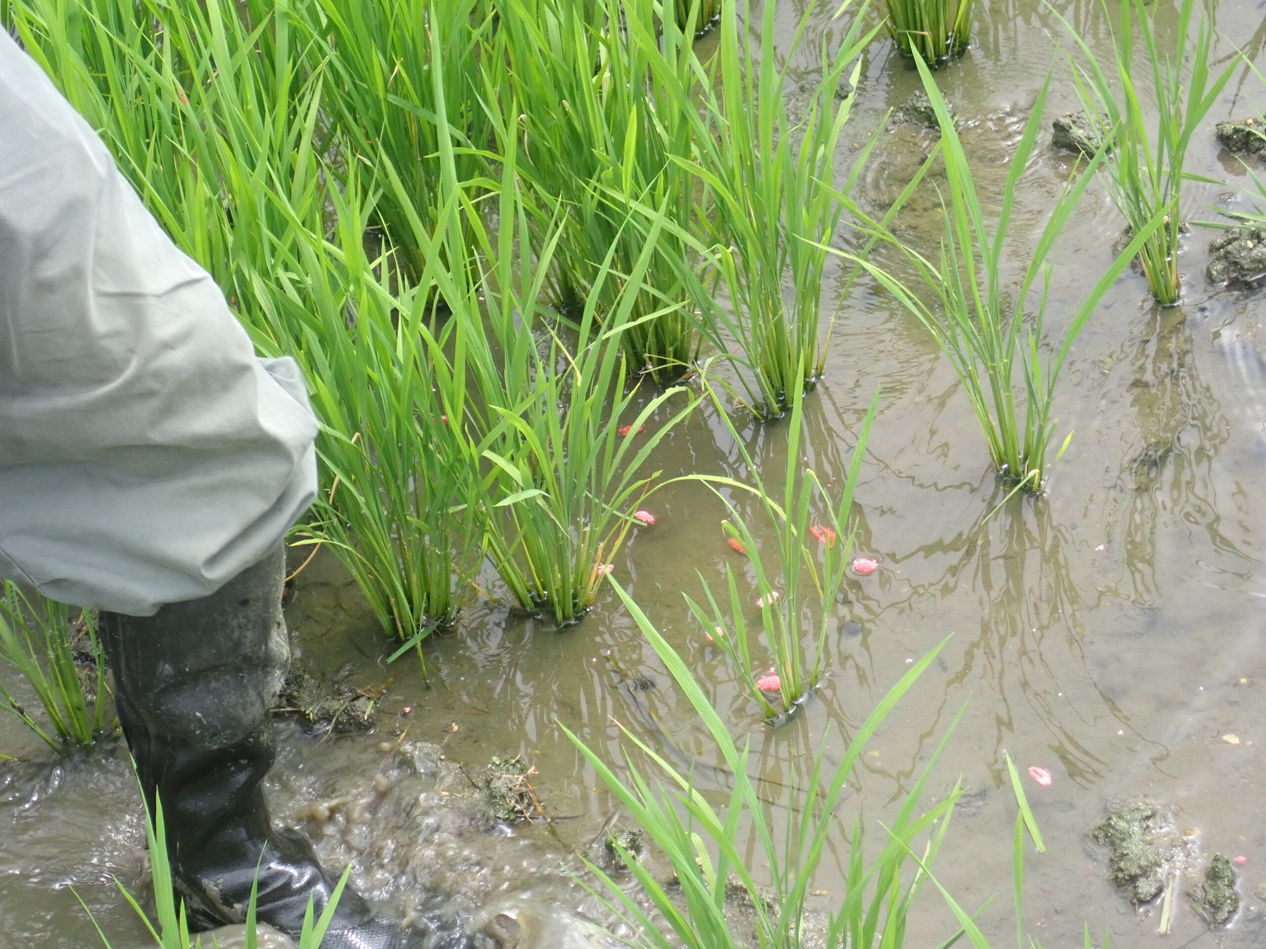 稲についているジャンボタニシの卵