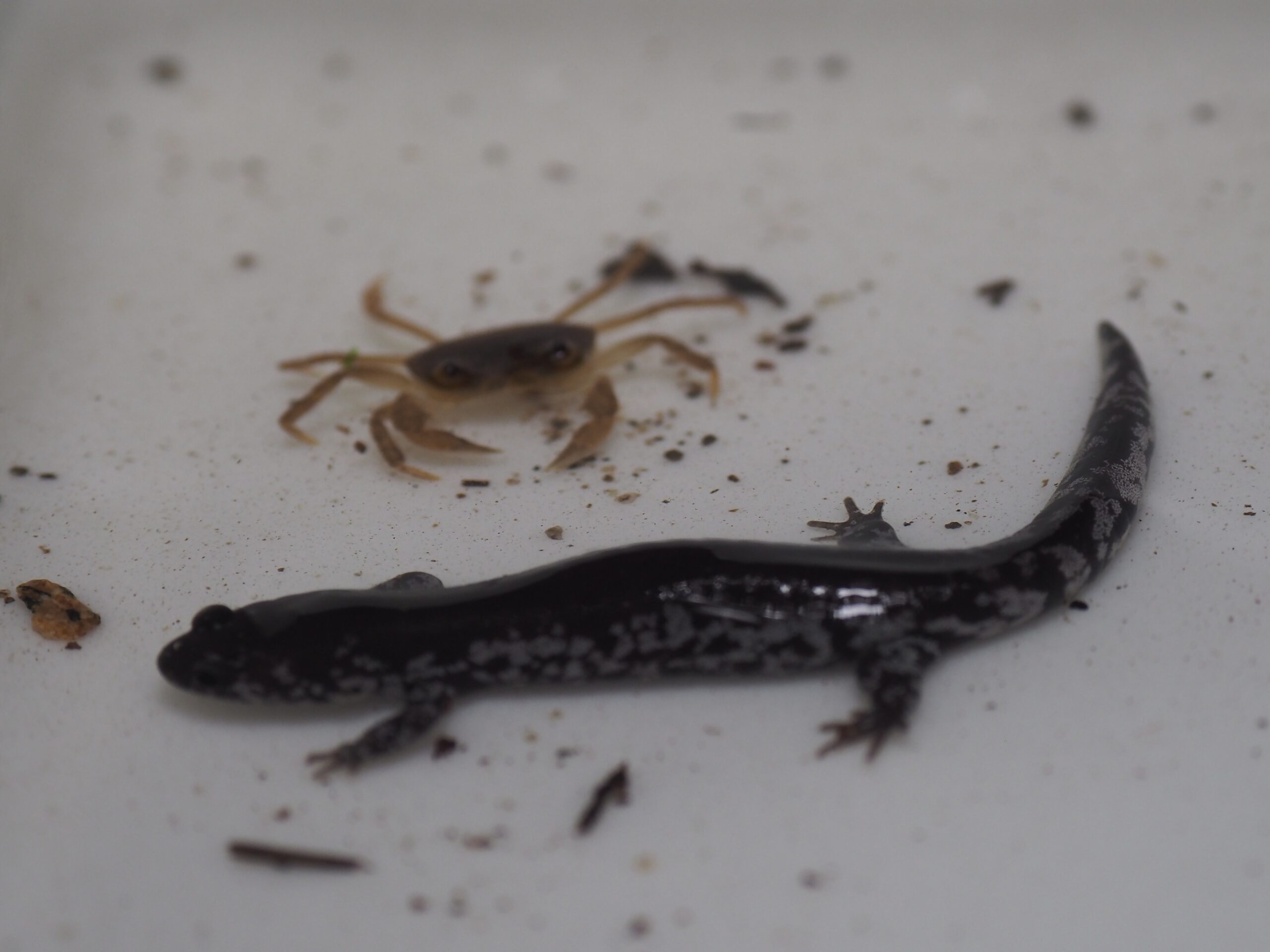 観察されたブチサンショウウオとカニ