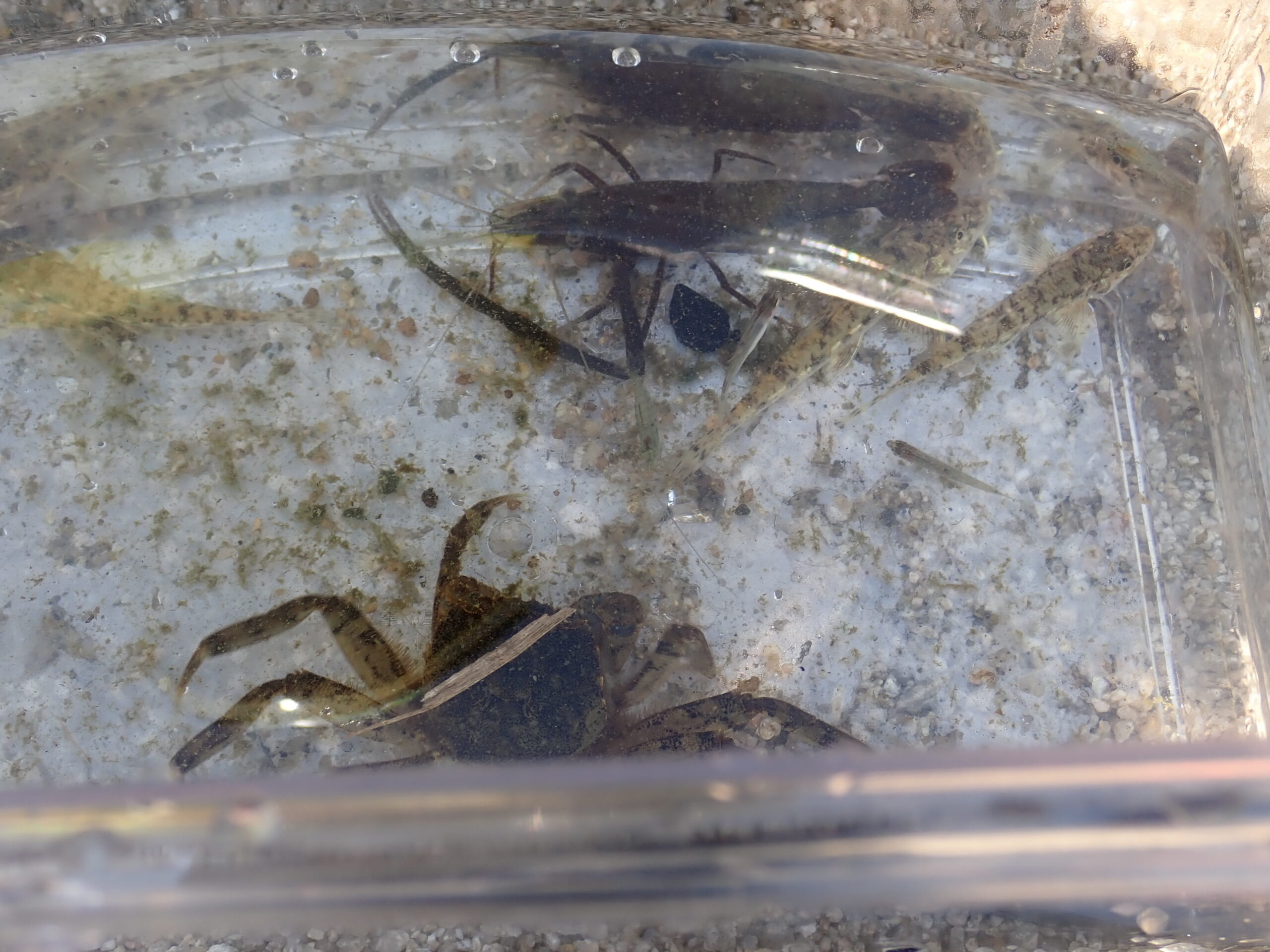 生きもの探しで見つかったエビとカニ